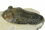 Detailed Hollardops Trilobite - Orange Eye Preservation #272460-1